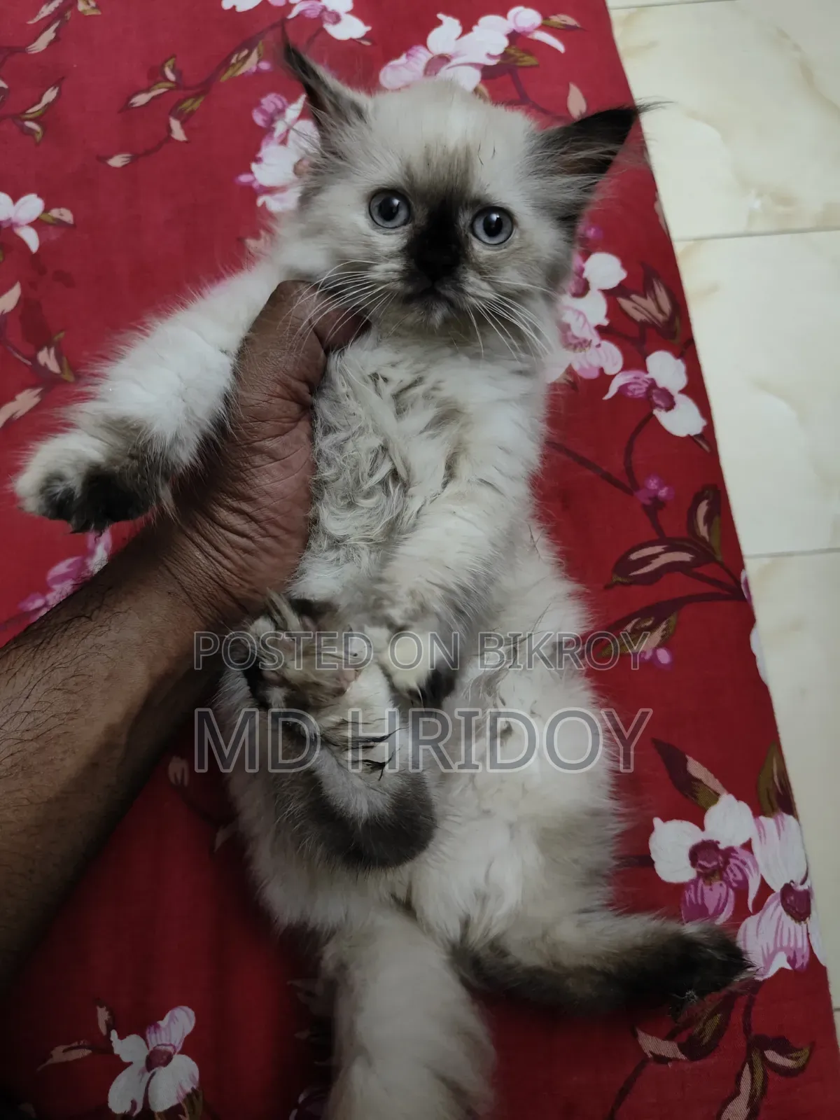 ১-৩ মাস বয়সী ফিমেল পিওরব্রেড পার্সিয়ান