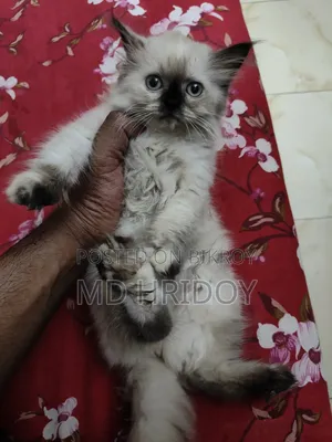 ১-৩ মাস বয়সী ফিমেল পিওরব্রেড পার্সিয়ান