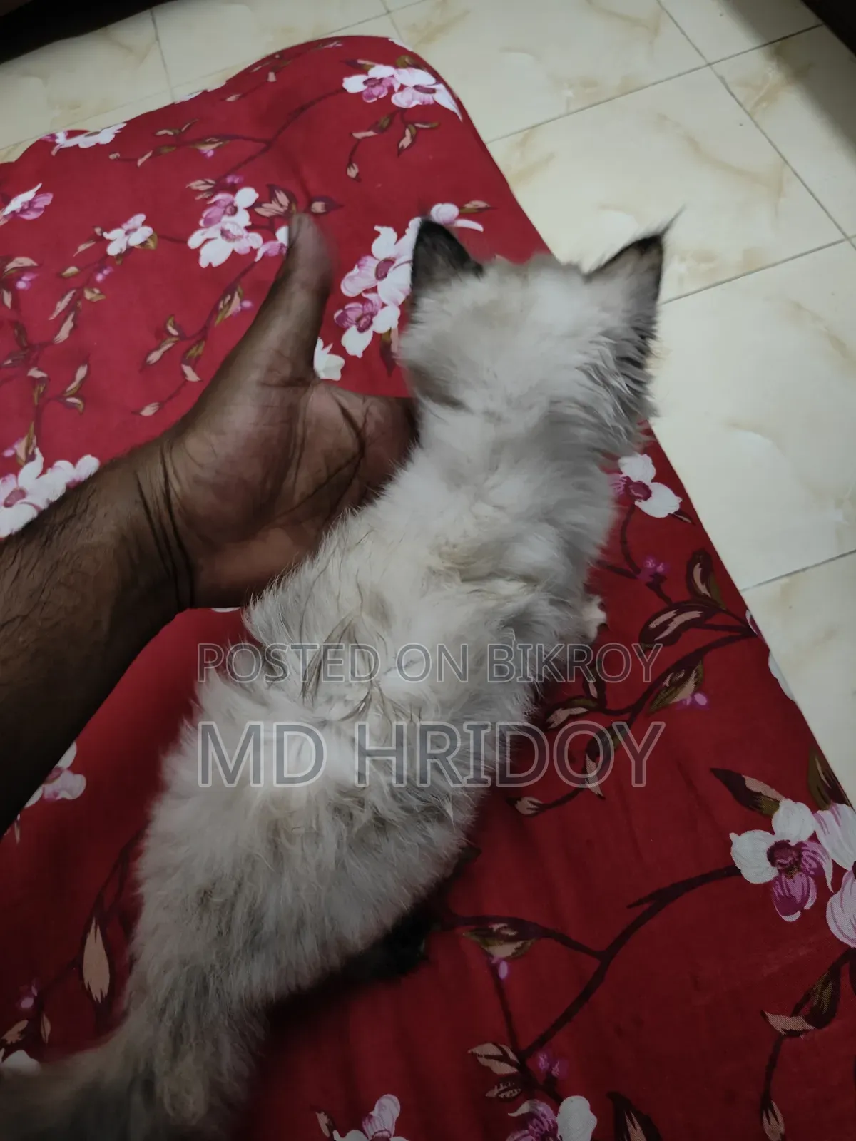 ১-৩ মাস বয়সী ফিমেল পিওরব্রেড পার্সিয়ান