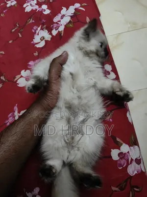 ১-৩ মাস বয়সী ফিমেল পিওরব্রেড পার্সিয়ান