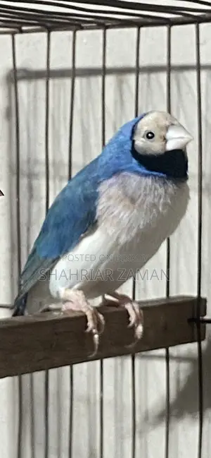 ব্লু গোল্ডিয়ান ফিঞ্চ মেল