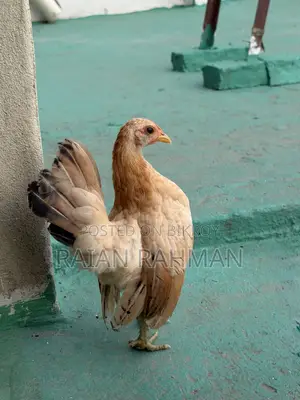 Murgi sell