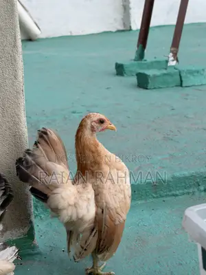 Murgi sell