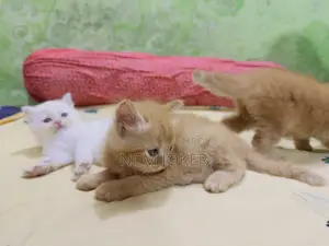 ০-১ মাসের ফিমেল পিওরব্রেড পার্সিয়ান