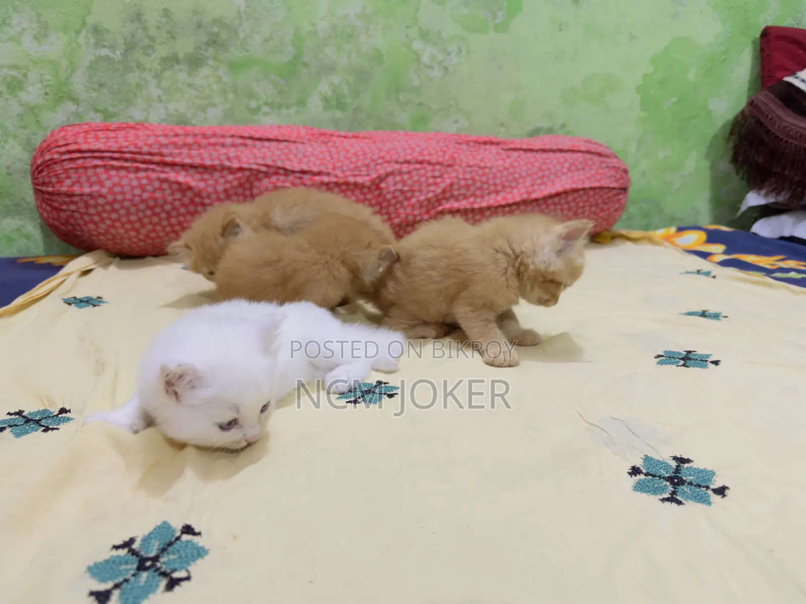 ০-১ মাসের ফিমেল পিওরব্রেড পার্সিয়ান