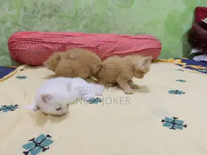 ০-১ মাসের ফিমেল পিওরব্রেড পার্সিয়ান