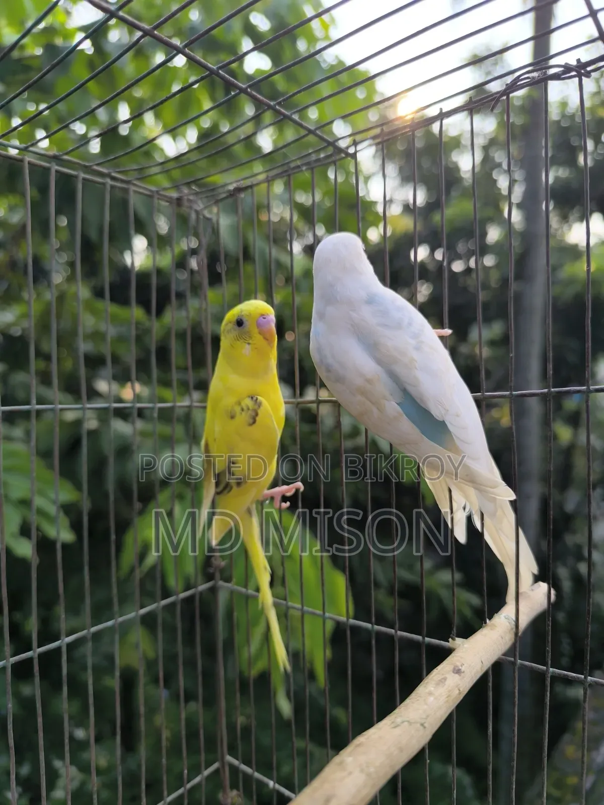 বিক্রির জন্য ৩ জোড়া বাজরিগর পাখি