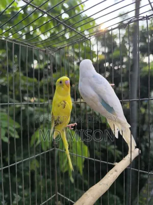 বিক্রির জন্য ৩ জোড়া বাজরিগর পাখি