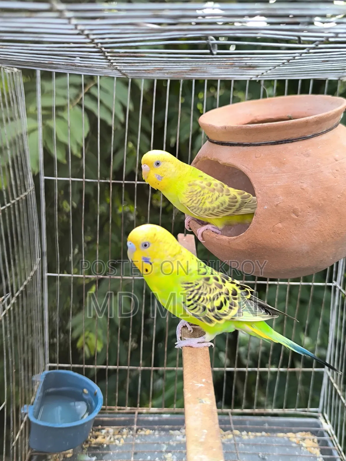 বিক্রির জন্য ৩ জোড়া বাজরিগর পাখি