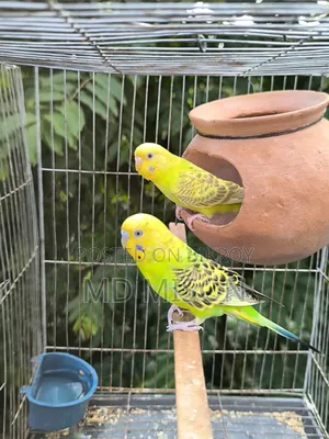 বিক্রির জন্য ৩ জোড়া বাজরিগর পাখি