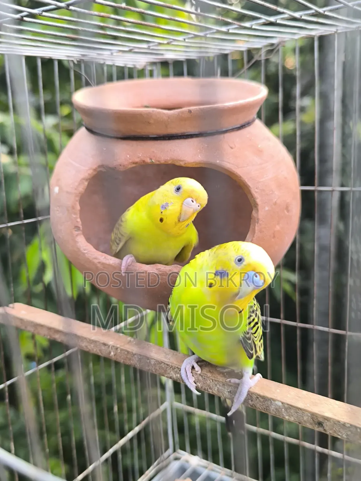 বিক্রির জন্য ৩ জোড়া বাজরিগর পাখি