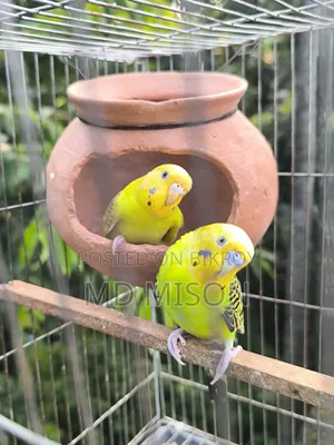 বিক্রির জন্য ৩ জোড়া বাজরিগর পাখি