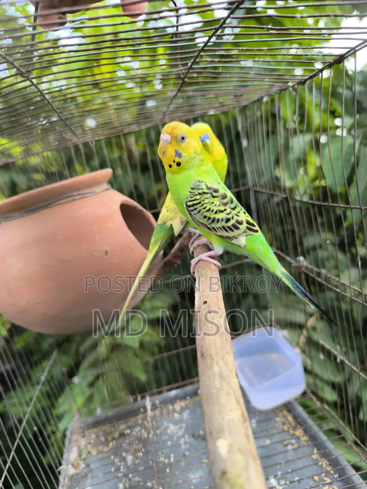 বিক্রির জন্য ৩ জোড়া বাজরিগর পাখি