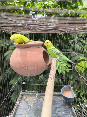 বিক্রির জন্য ৩ জোড়া বাজরিগর পাখি