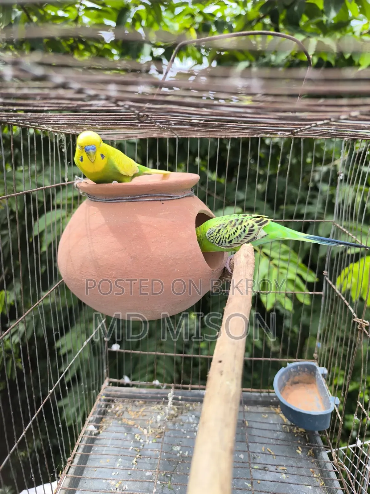 বিক্রির জন্য ৩ জোড়া বাজরিগর পাখি
