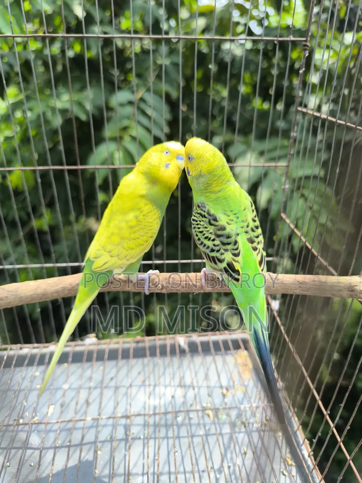 বিক্রির জন্য ৩ জোড়া বাজরিগর পাখি