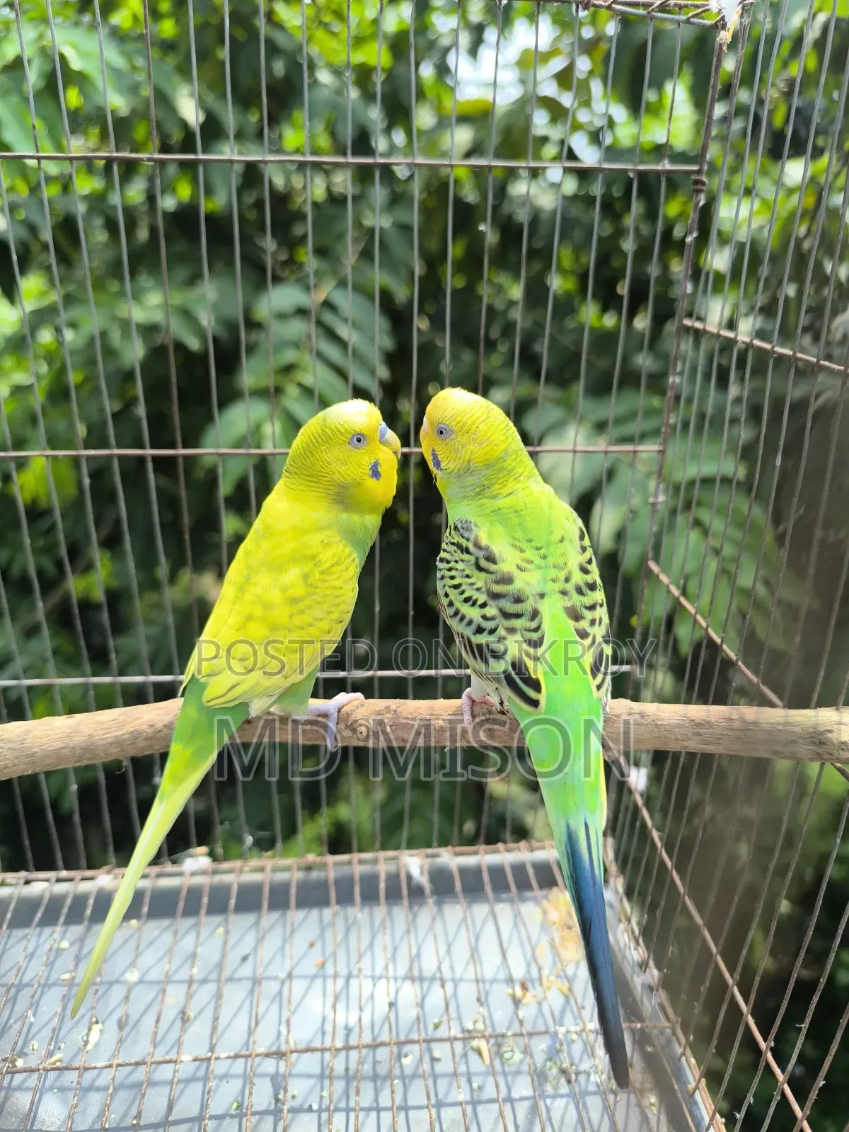 বিক্রির জন্য ৩ জোড়া বাজরিগর পাখি