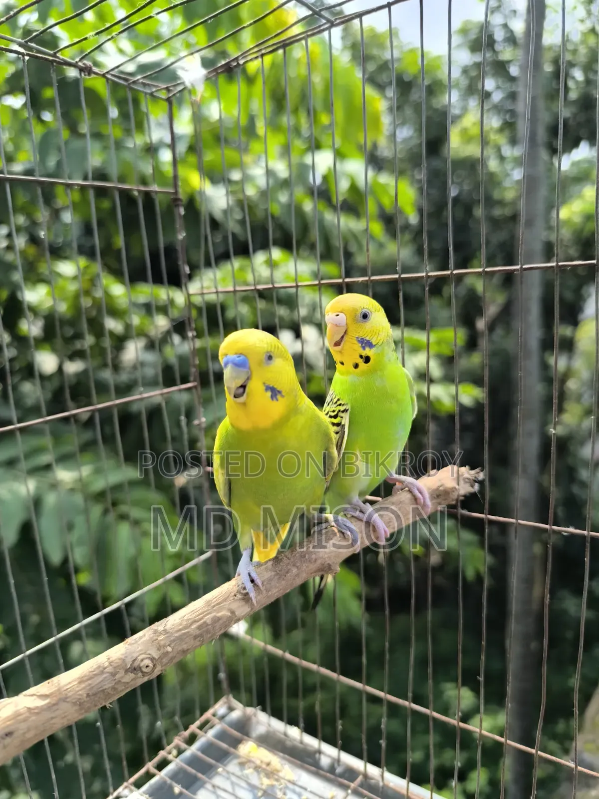 বিক্রির জন্য ৩ জোড়া বাজরিগর পাখি