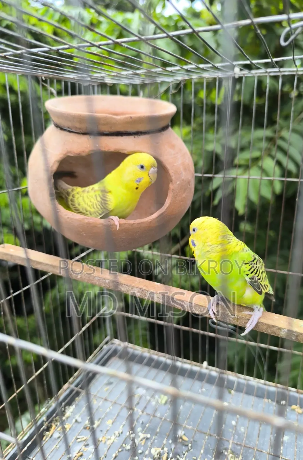 বিক্রির জন্য ৩ জোড়া বাজরিগর পাখি