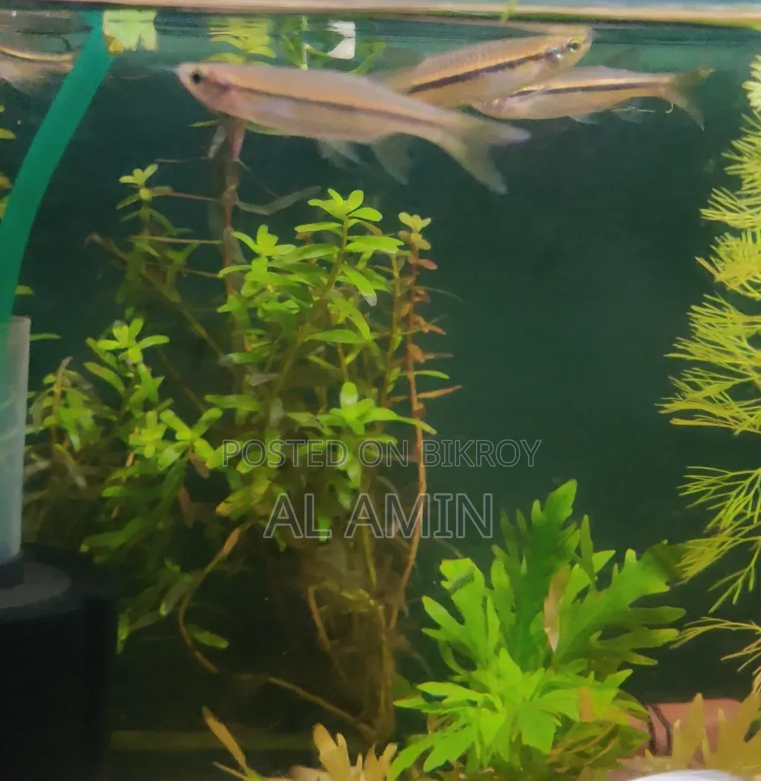 Pencil Fish