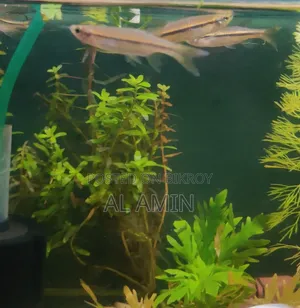 Pencil Fish