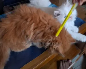 ১-৩ মাসের ফিমেল পিওরব্রেড পার্সিয়ান