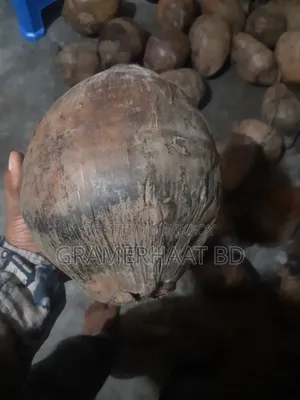 Coconuts for sale