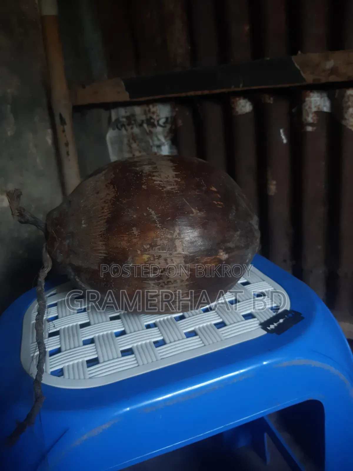 Coconuts for sale
