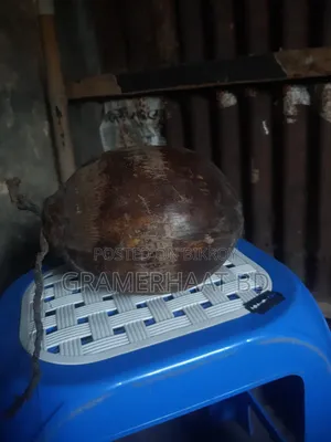 Coconuts for sale