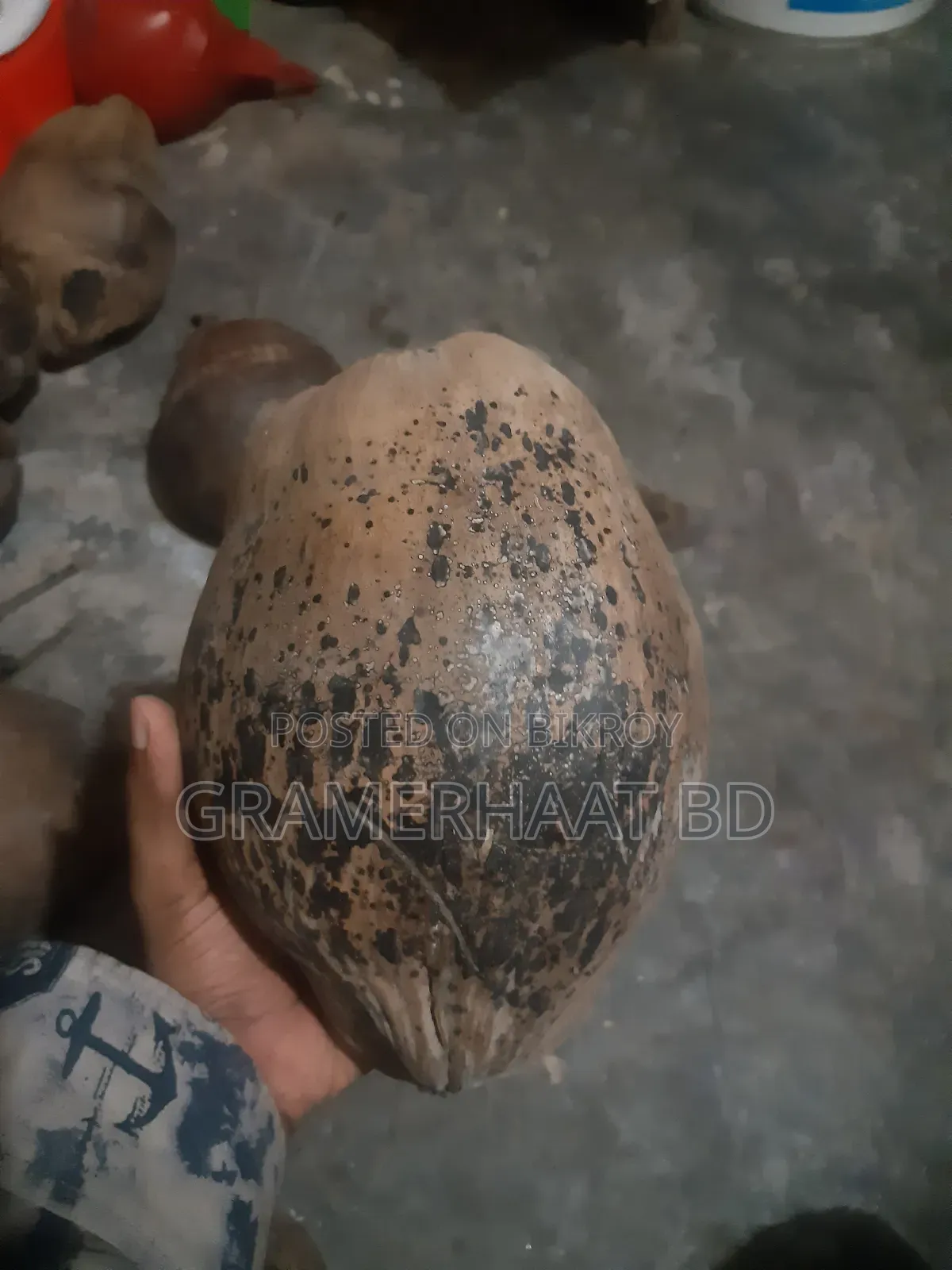 Coconuts for sale