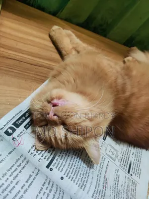 ৬-১২ মাস বয়সি ফিমেল পিওরব্রেড পারসিয়ান