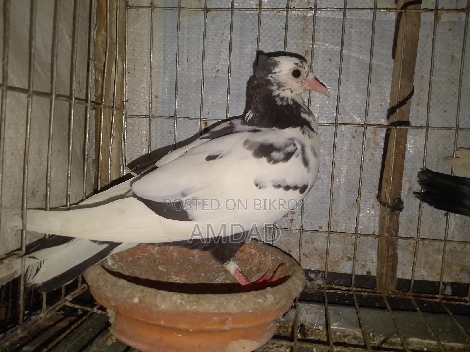 A beautiful running pigeon is for sale