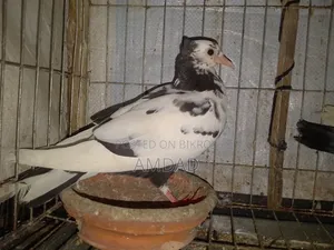 A beautiful running pigeon is for sale