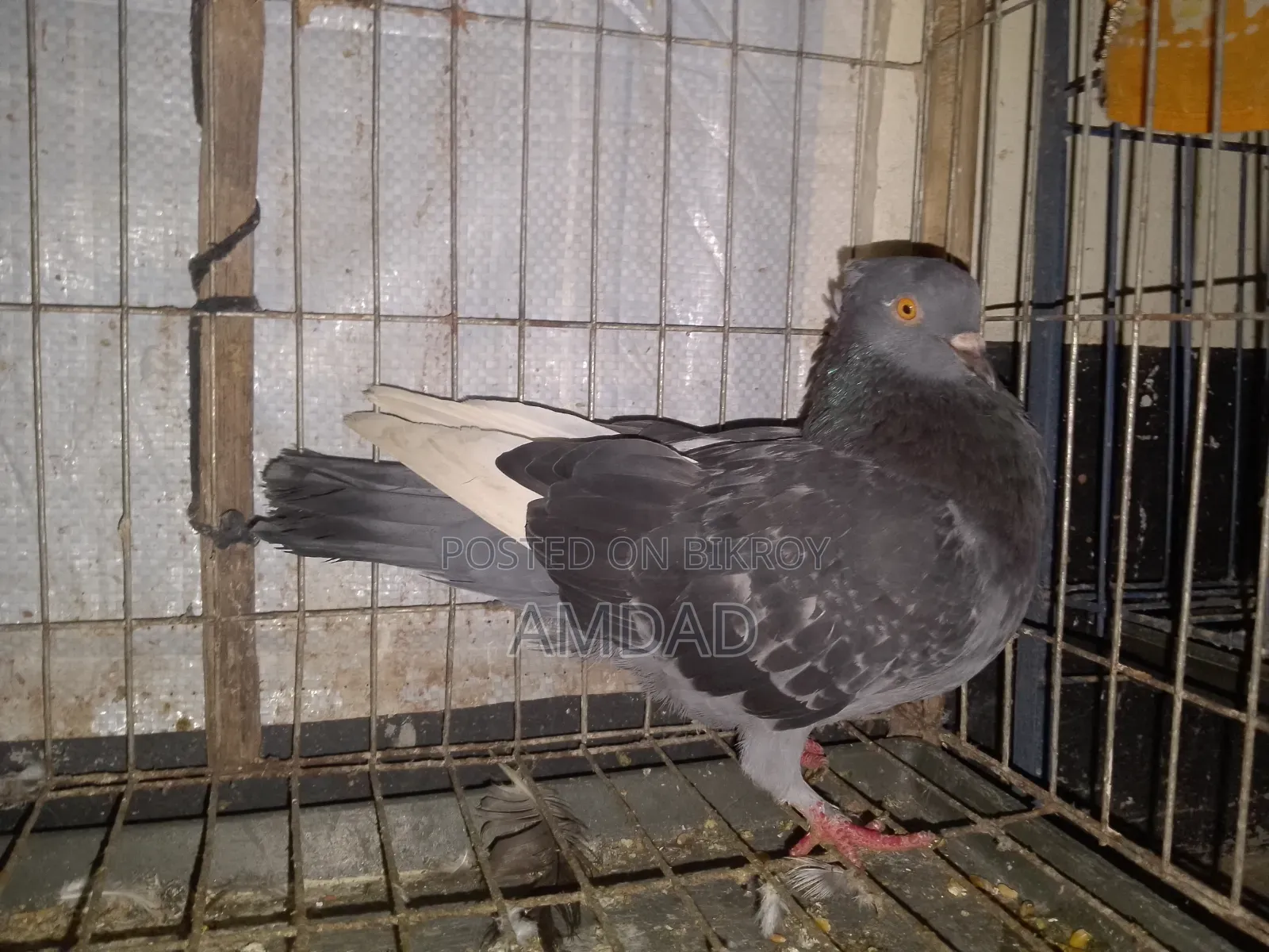 A beautiful running pigeon is for sale