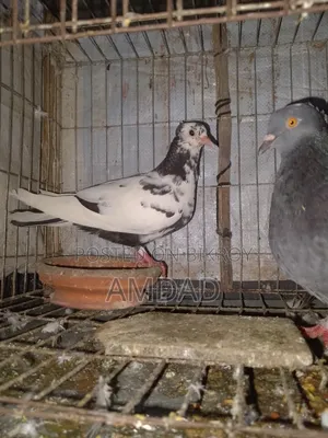 A beautiful running pigeon is for sale