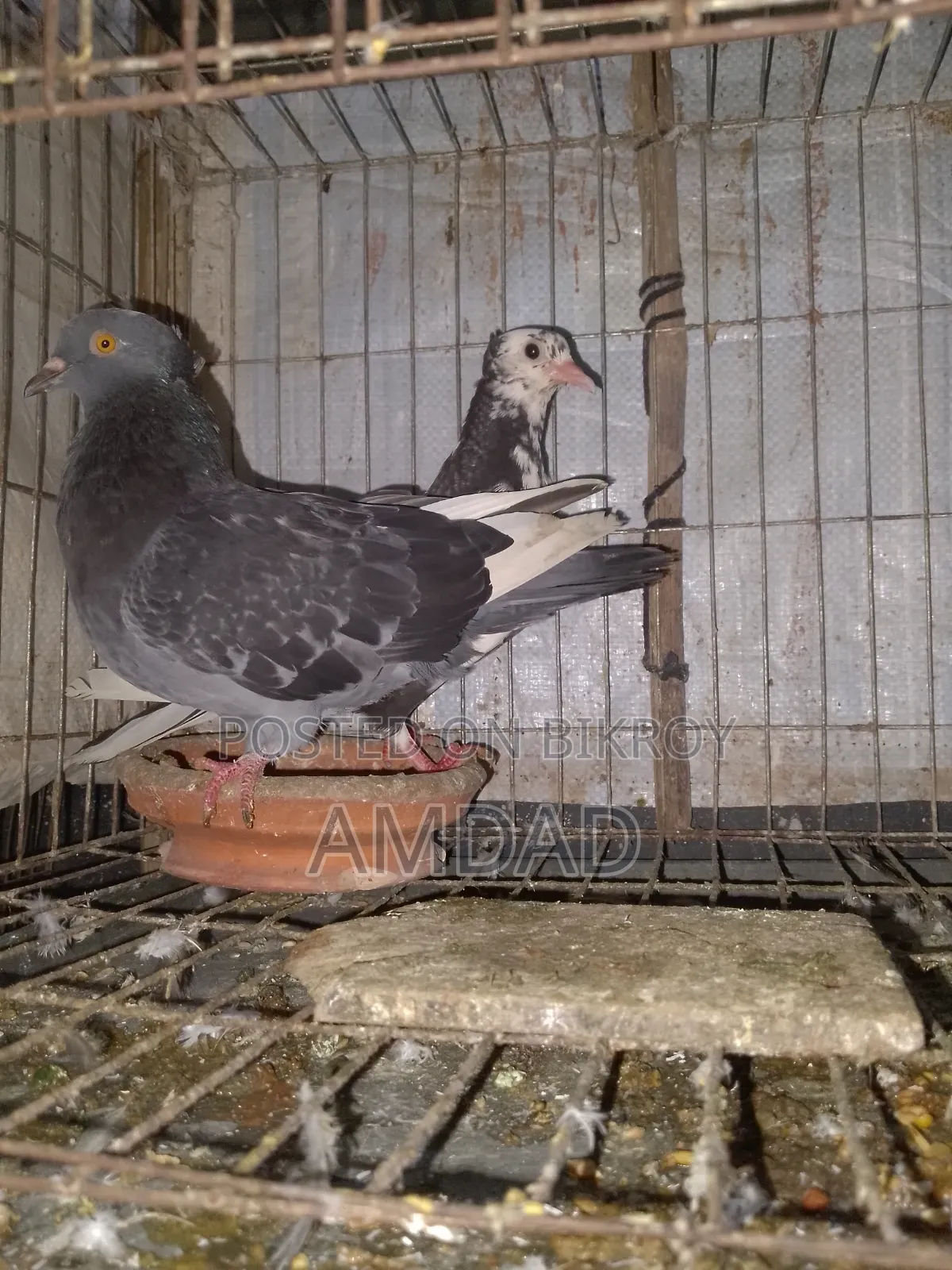 A beautiful running pigeon is for sale