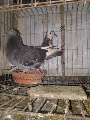A beautiful running pigeon is for sale