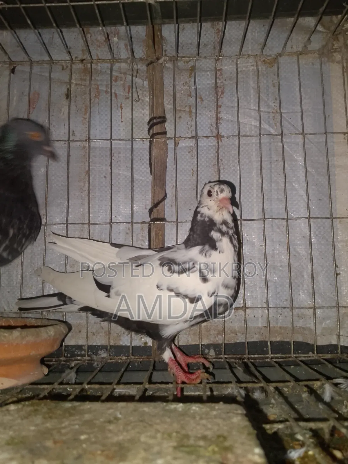 A beautiful running pigeon is for sale