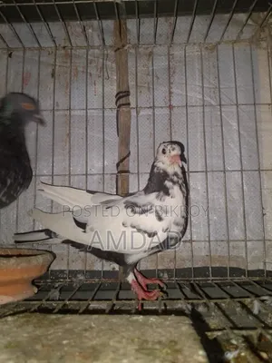 A beautiful running pigeon is for sale