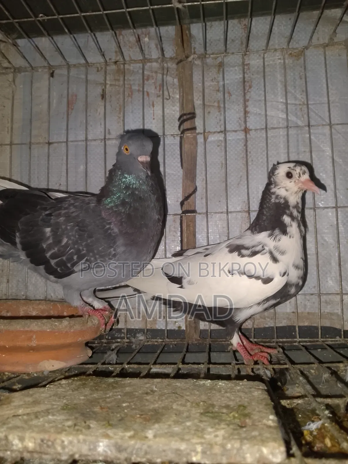 A beautiful running pigeon is for sale
