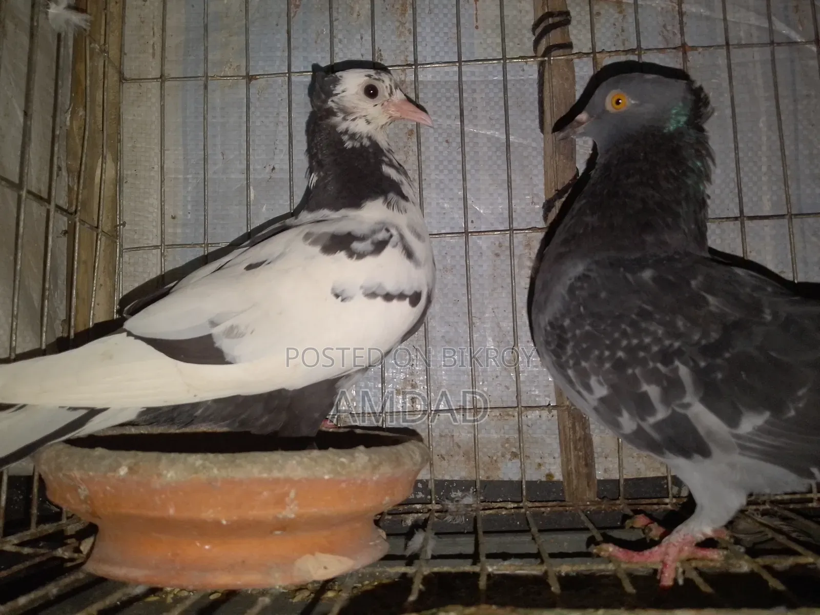 A beautiful running pigeon is for sale