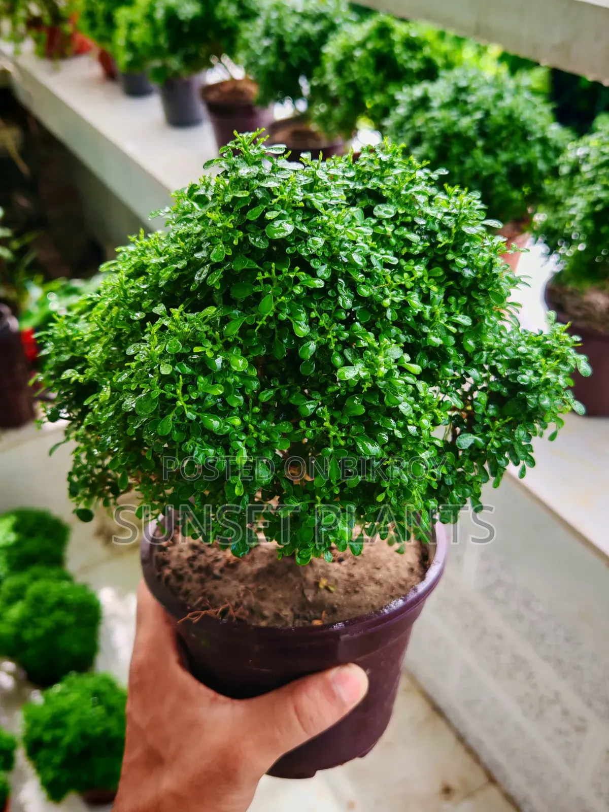 Bonsai Ball Kamini