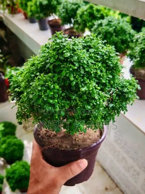 Bonsai Ball Kamini