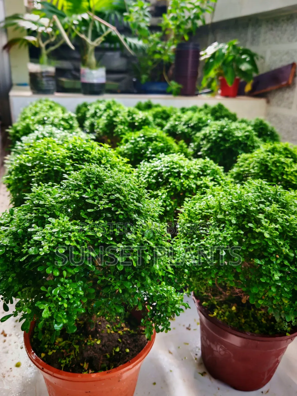 Bonsai Ball Kamini