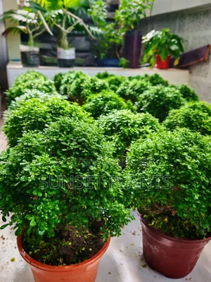 Bonsai Ball Kamini