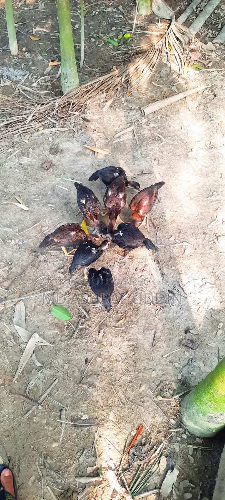 আসিল বাচ্চা