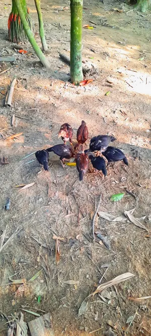 আসিল বাচ্চা