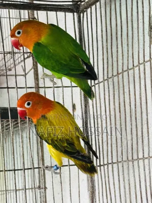 লাভ বার্ড পেয়ার