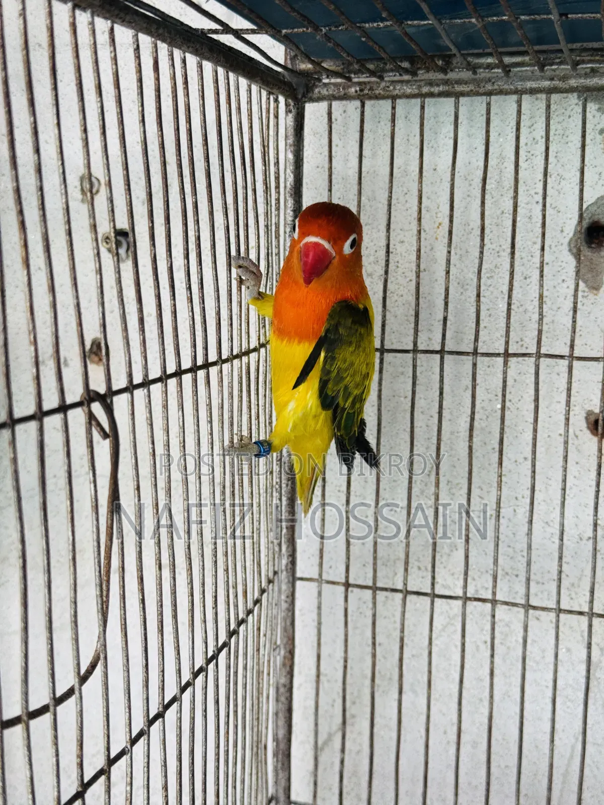 লাভ বার্ড পেয়ার
