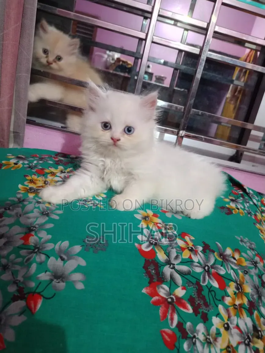 ১-৩ মাসের ফিমেল পিউরব্রেড পার্সিয়ান